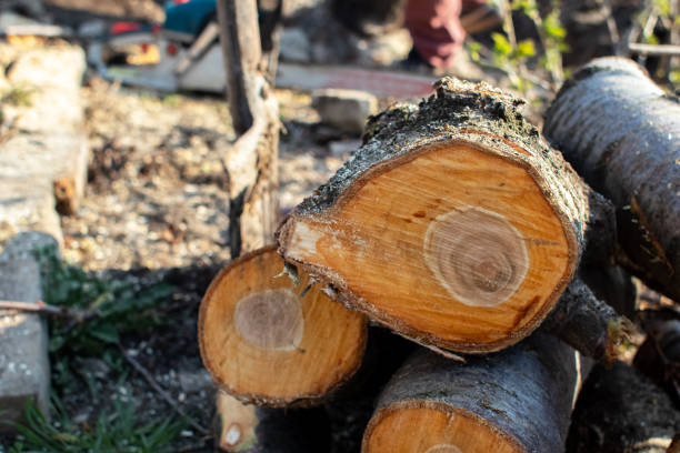 Best Tree Maintenance Programs  in Haverford College, PA