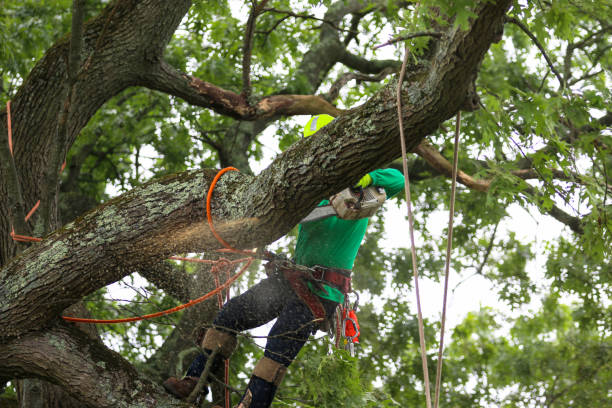 Best Lawn Maintenance Plans  in Haverford College, PA
