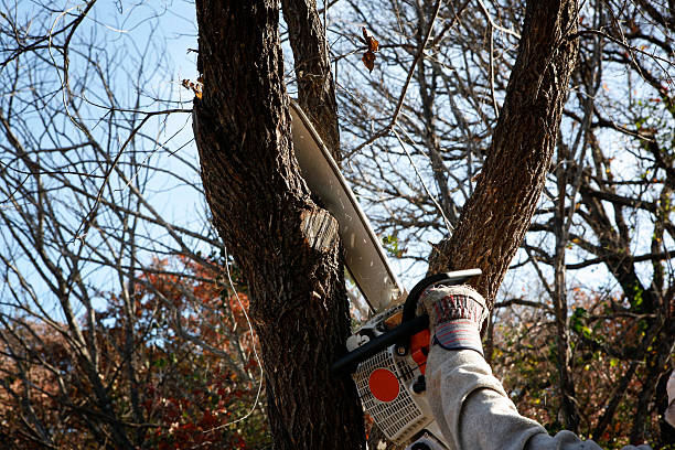 Professional Tree Care in Haverford College, PA