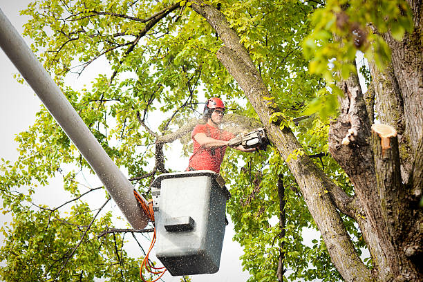 Best Tree Cabling and Bracing  in Haverford College, PA