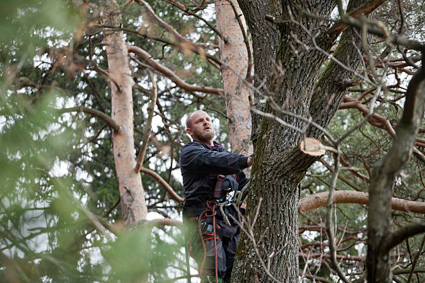 How Our Tree Care Process Works  in  Haverford College, PA