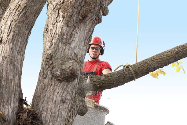 Best Tree Health Inspection  in Haverford College, PA